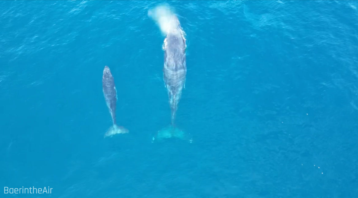 Migration – Aerial Drone Photography Print | Two Whales Ocean Wall Art Poster