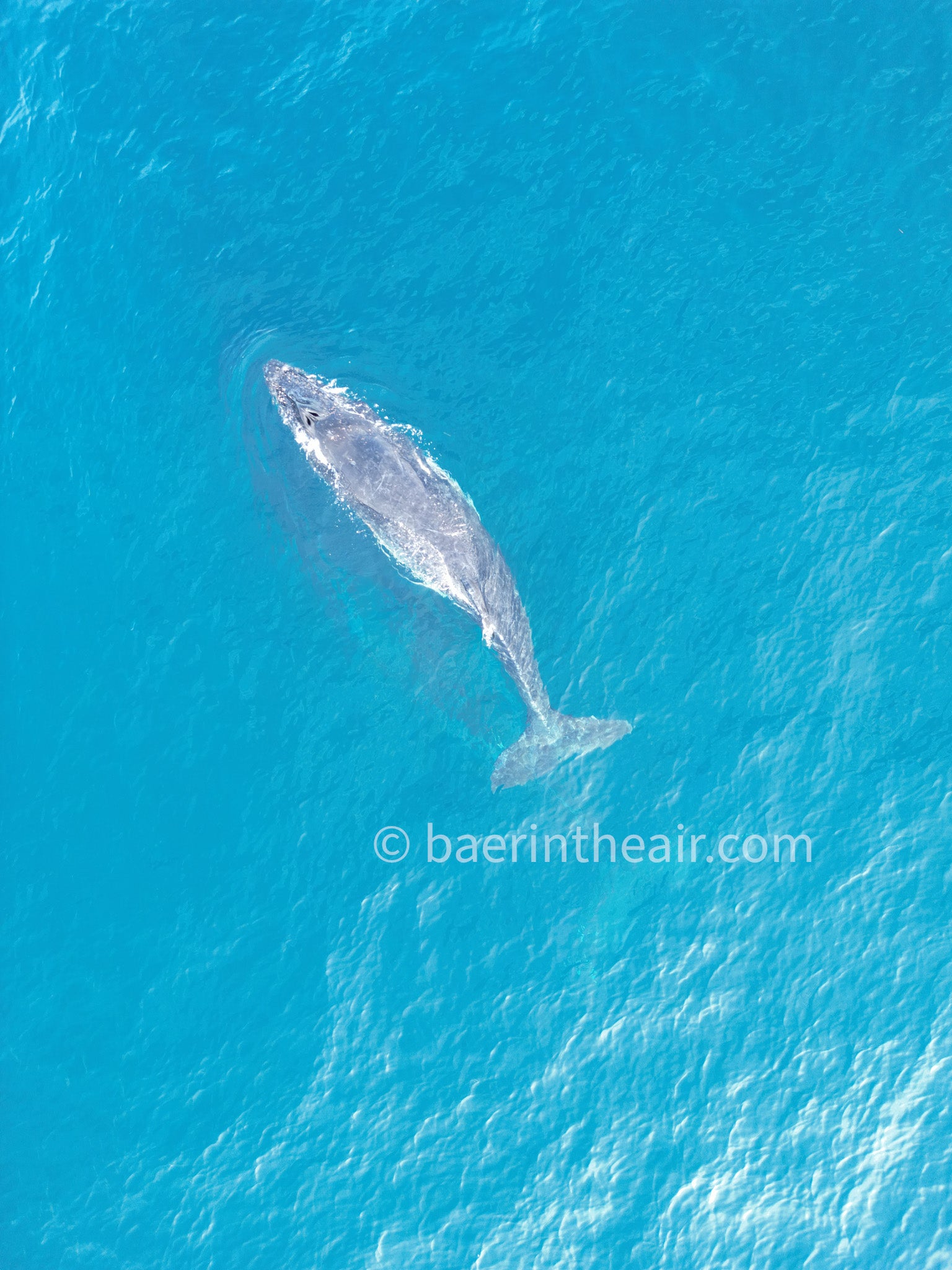 Lone Whale – Aerial Drone Photography Print | Ocean Wildlife Wall Art Poster
