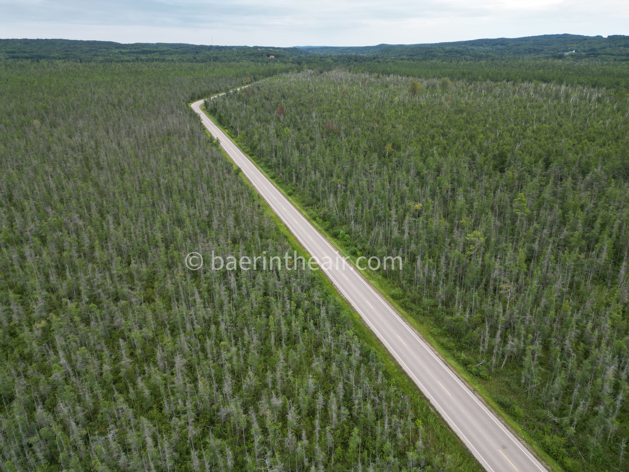 Tunnel of Trees